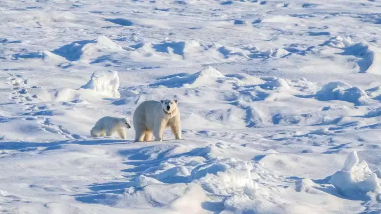 Mom and cub polarbears venture across the snowy landscape leaving prints behind.