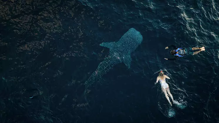 Aerial view of 2 travelers in West Papua swimming in dark sea beside a large spotted whale shark in Indonesia.