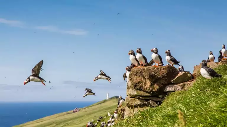 group of puffins taking flight off from a green grassy waterside spot