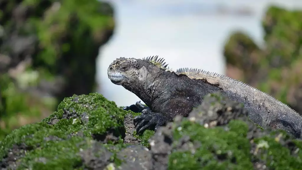 A close up of a Galapagos marine iguana blending into dark lava rock and mossy green vegetation