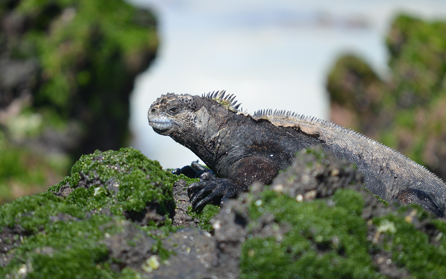 Galapagos Angel Cruises – AdventureSmith Explorations