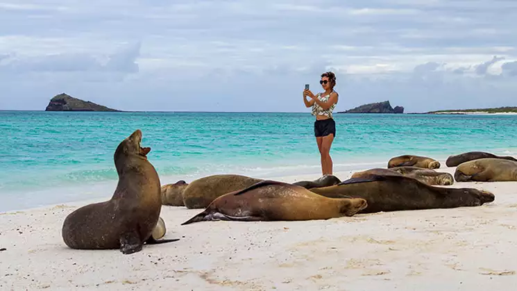 A woman hold up a camera toward a group of Galapagos sea lions on the beach