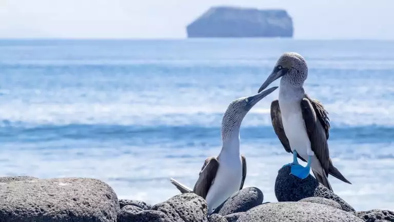 Pair of blue-footed booby birds on lava rocks by the sea, seen on a Hermes Galapagos cruise.