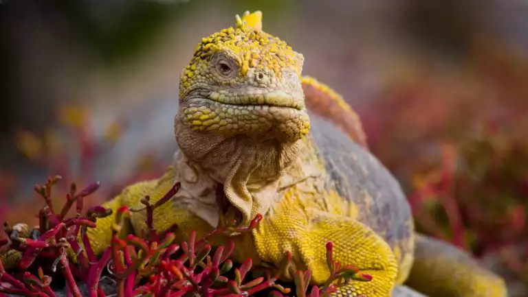 Yellow & gray Galapagos land iguana sits among bright red bushes during a Hermes Galapagos cruise.