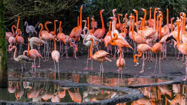 Large group of bright pink American flamingos stand together at the edge of black lagoon pools in the Galapagos.