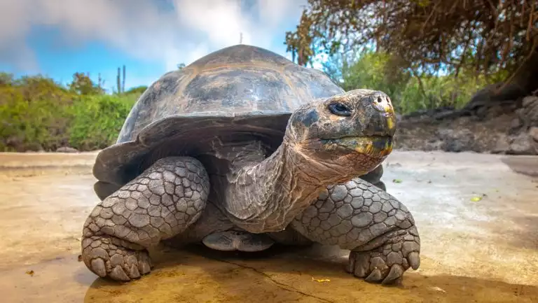 Galapagos tortoise seen at ground level, sitting on muddy earth near bright green trees & under blue sky.