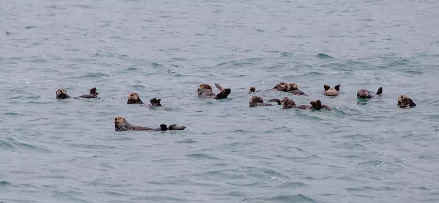 Sea Otters play in the calm waters together.
