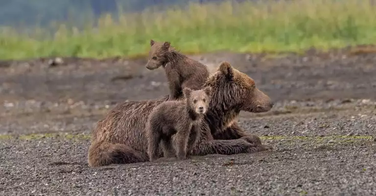 a family of bears with a mama and her cubbs lay in the dirt while they take a rest.