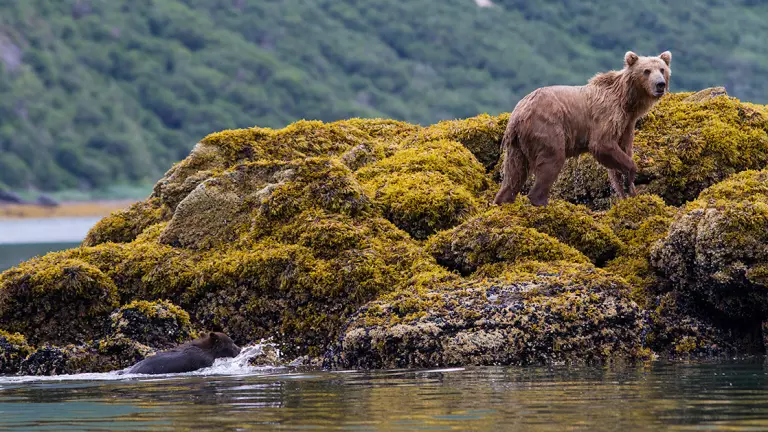 Bear navigating up green and yellow mossy rocks as it exits the water into onto the land