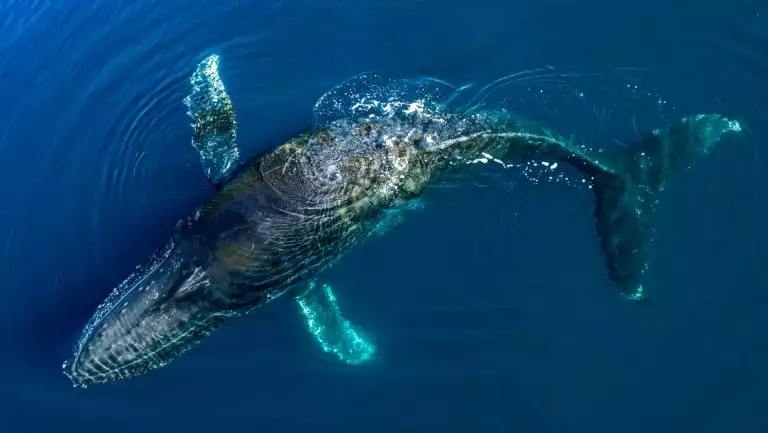 Aerial view of humpback whale with rough gray skin swimming just below the surface of calm blue sea in Antarctica.