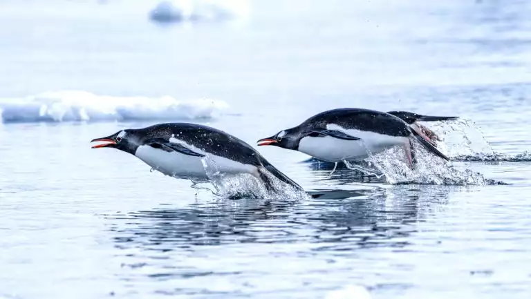 4 black & white gentoo penguins with orange beaks jump out of glassy water while swimming in Antarctica.