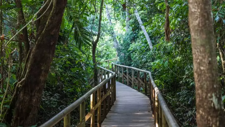 Wooden jungle canopy walkway through dense green rainforest, seen on the Kontiki Pura Vida Costa Rica luxury cruise.