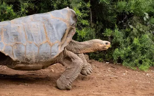 A Galapagos giant tortoise walks with its profile seen from its head to its belly
