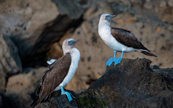 Two blue footed boobies stand on black lava rock with their heads facing one direction
