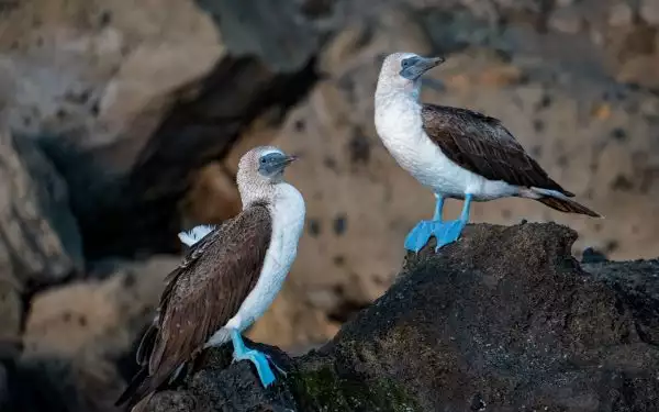 Two blue footed boobies stand on black lava rock with their heads facing one direction
