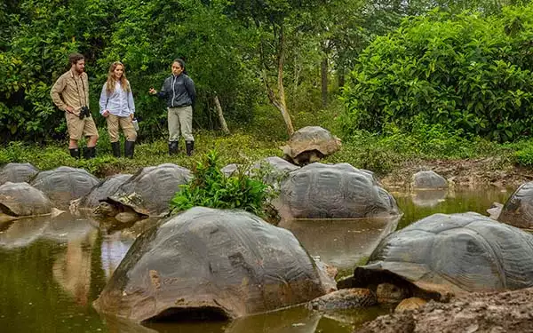 A Galapagos tour guide stands with two travelers behind a puddle filled with giant tortoises