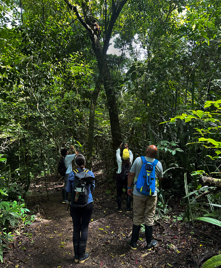 Travelers in adventure gear and backpacks explore the jungle and stop to look up at a monkey above