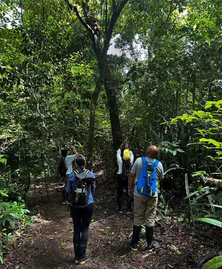 Travelers in adventure gear and backpacks explore the jungle and stop to look up at a monkey above 