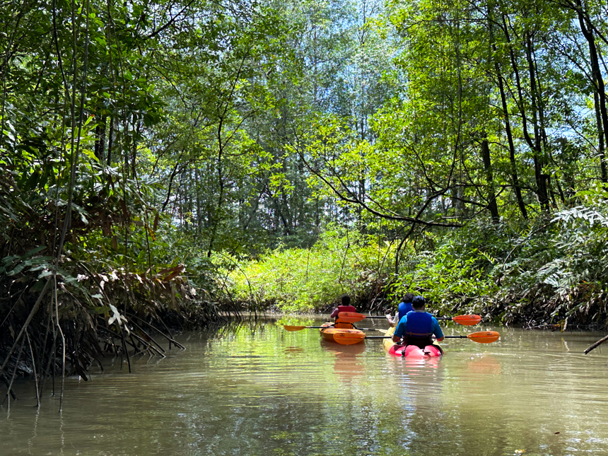 kayakers navigate the calm waterways of the costa rica jungle on a sunny beautiful day