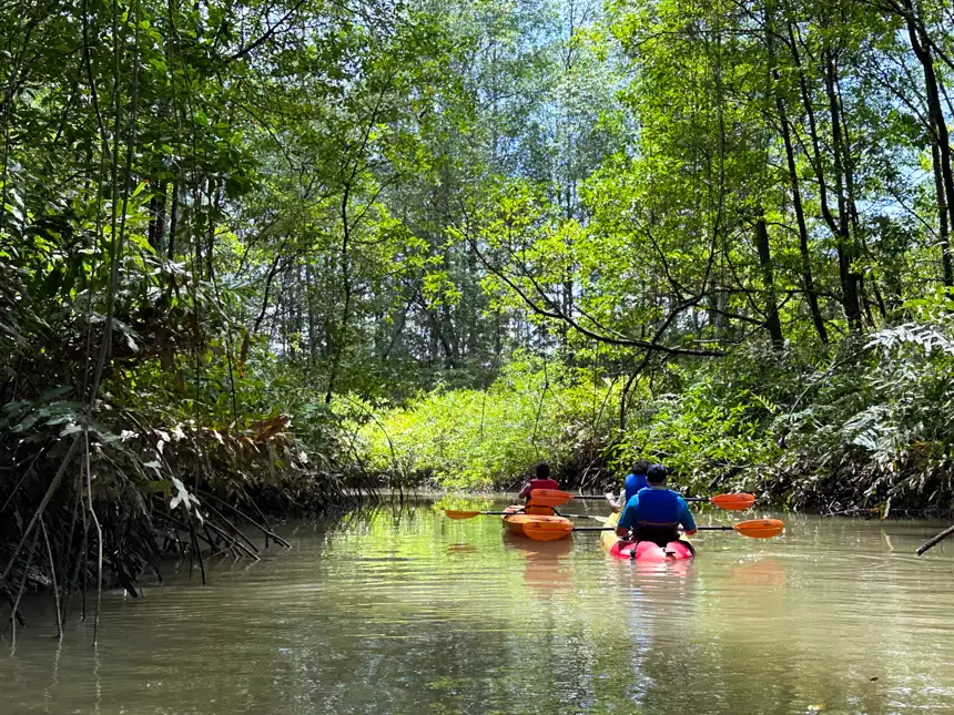 kayakers navigate the calm waterways of the costa rica jungle on a sunny beautiful day 