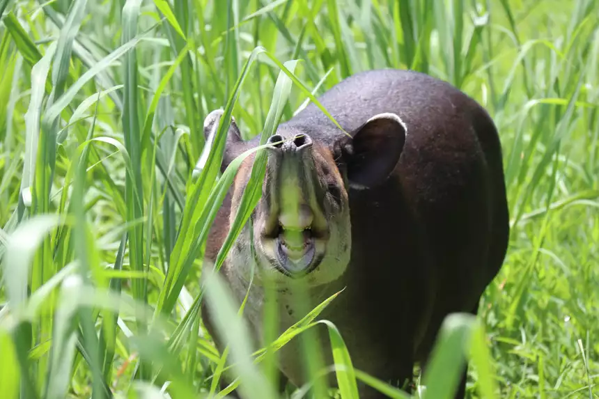 black and grey baby tapir navigating through the long green grass with its nose facing the photographer 