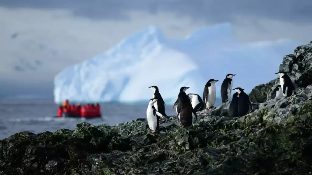 Penguins hangout on a black rock near icy waters and icebergs as a zodiac filled with adventurists explores near by