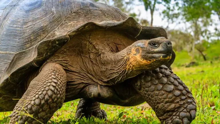 Giant tortoise walks slowly over bright green grass, seen on a National Geographic Galapagos Catamaran cruise.