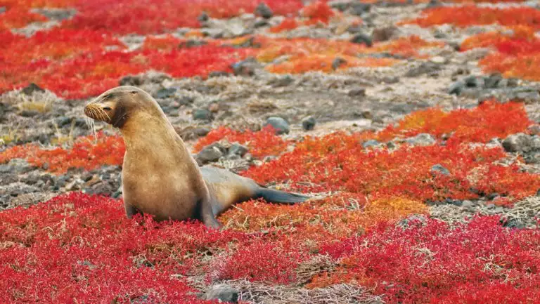 A Galapagos sea lion sits on red flora, seen on a National Geographic Galapagos by Catamaran cruise aboard Nat Geo Delfina.