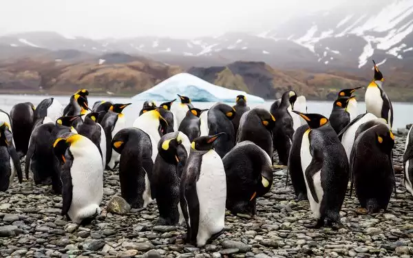 Group of King penguins, black, white with orange and yellow on head and beak, stand on grey rocky shoreline with iceberg floating behind