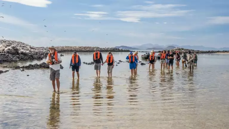 Line of Baja California Discovery cruise guests in orange life vests walk in ankle-deep water while birding under blue skies.