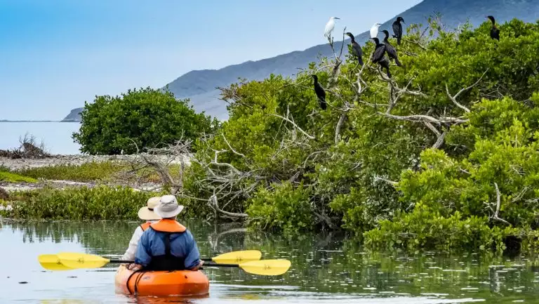 Tandem kayakers in orange boat with yellow paddles drift by green mangroves with shore birds sitting atop them in Baja.