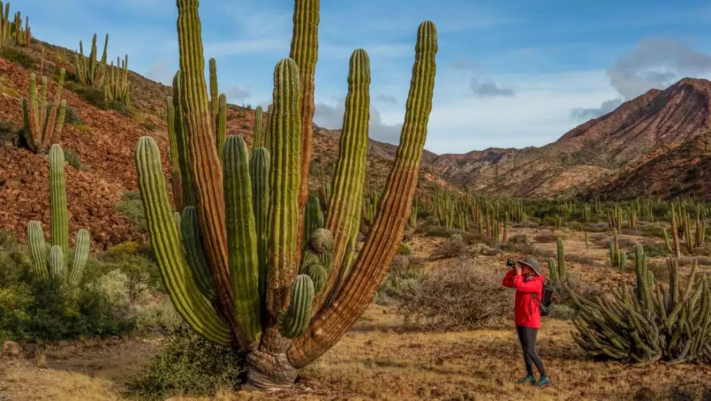 Baja California Discovery cruise guest in red coat stands among arid mountains & photographs a giant green cactus.