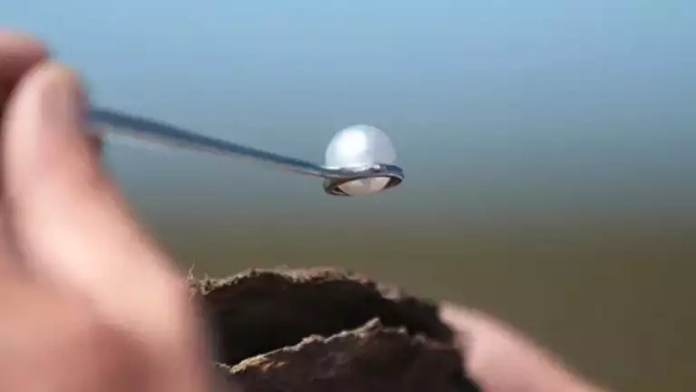 2 hands hold a white pearl pulled out of a brown mussel, experienced on a PASPALEY PEARL Pearling Coast cruise in Australia.