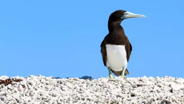 Lone bird with white chest, legs & beak & black back & head stands atop white pebbles in the Lacepedes Islands, Australia.