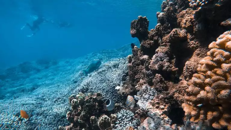 Multicolored coral reef sits in teal-blue sea as snorkelers swim nearby on the PASPALEY PEARL Rowley Shoals & Kimberley cruise.