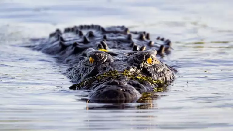 Crocodile with dark, spiky skin & bright yellow eyes sits halfway submerged on the PASPALEY PEARL Unexplored Kimberley cruise.