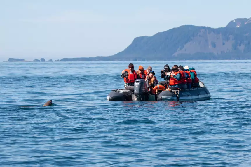 Guest in lifevests snap a picture off a small skiff on a seal popping up to say hello in calm blue waters 