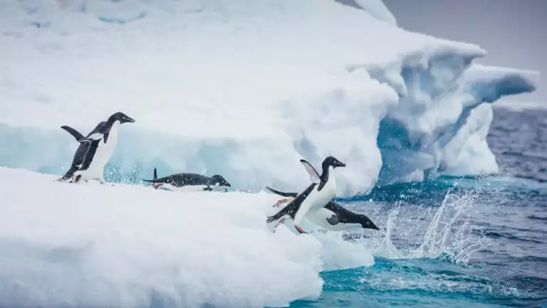 5 Adelie penguins with blue eyes walk, glide & jump off of iceberg into sea on an Antarctica cruise with helicopter.