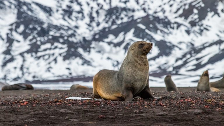 Seal with brown fur sits on beach of dark stones by snow-covered mountains, seen on an Antarctica helicopter tour.