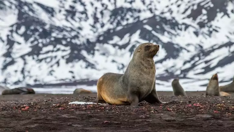 Seal with brown fur sits on beach of dark stones by snow-covered mountains, seen on an Antarctica helicopter tour.