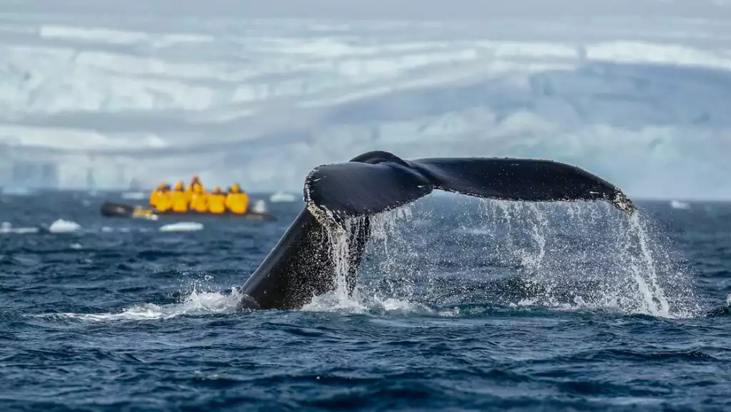 Photo by: Michelle Sole/Quark Expeditions