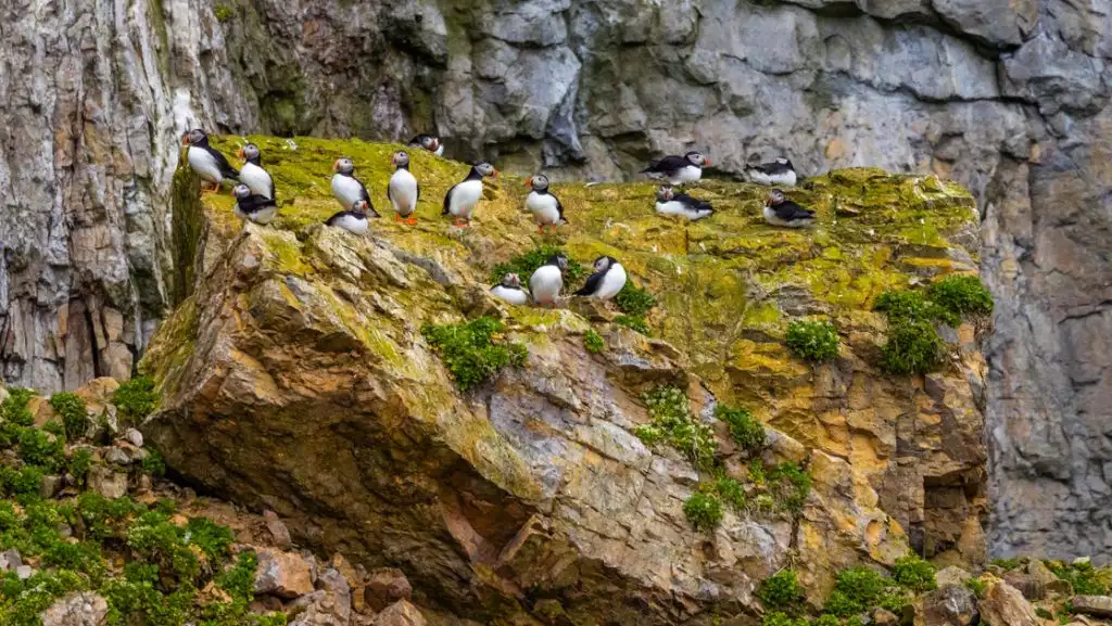 Small flock of puffins sit on gold & green moss atop large boulder, seen on an Arctic Golden Autumn & Northern Lights trip.