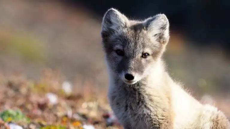 Young arctic fox in mottled brown & white bushy fur sits among multicolored tundra during the Expedition Svalbard cruise.