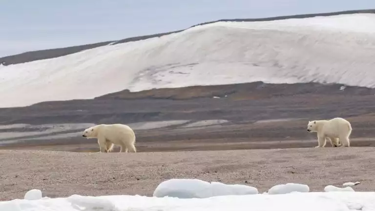 2 polar bears amble over silty brown tundra with large swaths of snow in front & behind during the Expedition Svalbard cruise.