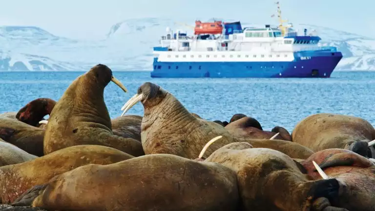 Large group of brown walrus with big tusks lays together on shore as a small blue & white expedition ship sits in the distance.