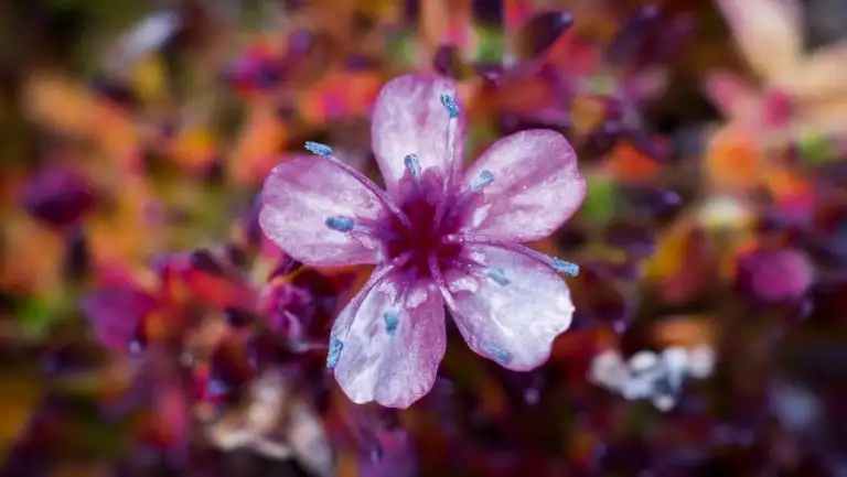 A purple wildflower rises from the autumnal tundra, seen on an Expedition Svalbard cruise along the shores of Spitsbergen.