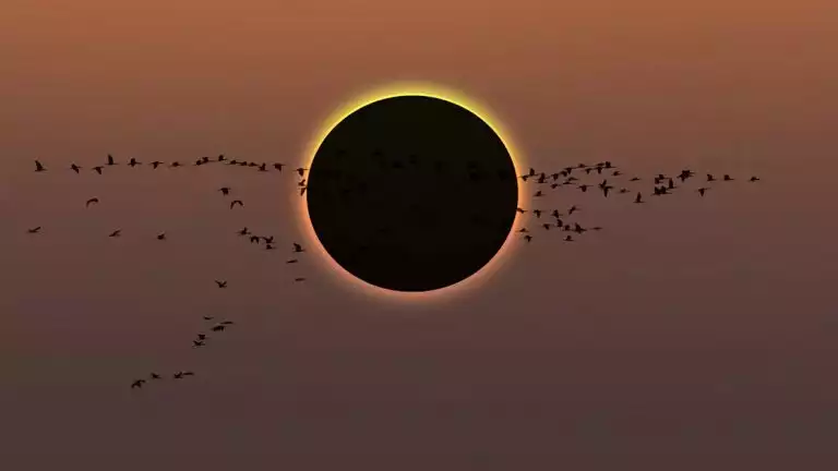 Solar eclipse with a flock of birds flying through creating a magical shadow