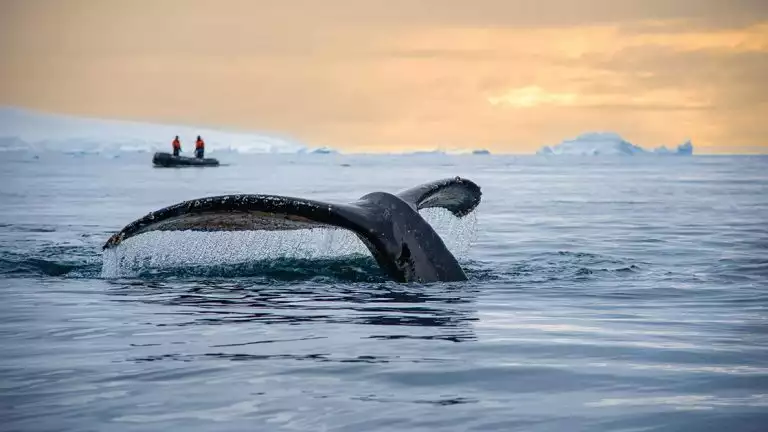 Whale tail diving into the icy waters on a calm night with a small skiff in the distance