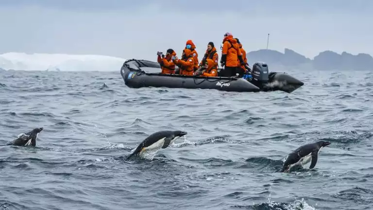 penguins play in the small waves next to a small skiff filled with explorers in orange jackets