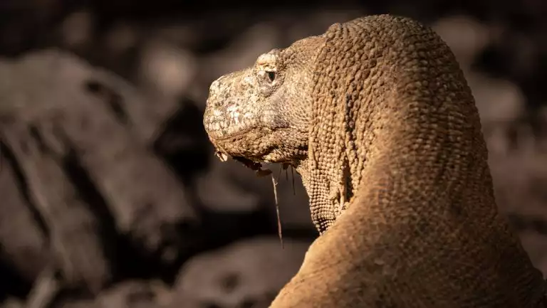 Komodo dragon in tan, scaly skin sits & looks back over its shoulder, seen on Paspaley Pearl East Indonesia cruises.